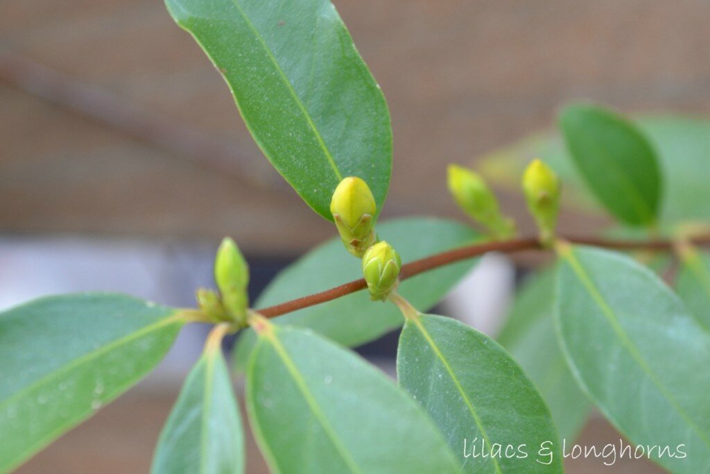 spring buds