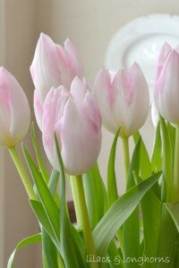 tulips_2