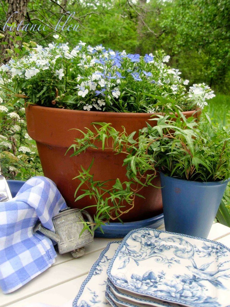 Ivy Lobelia plates Green woods