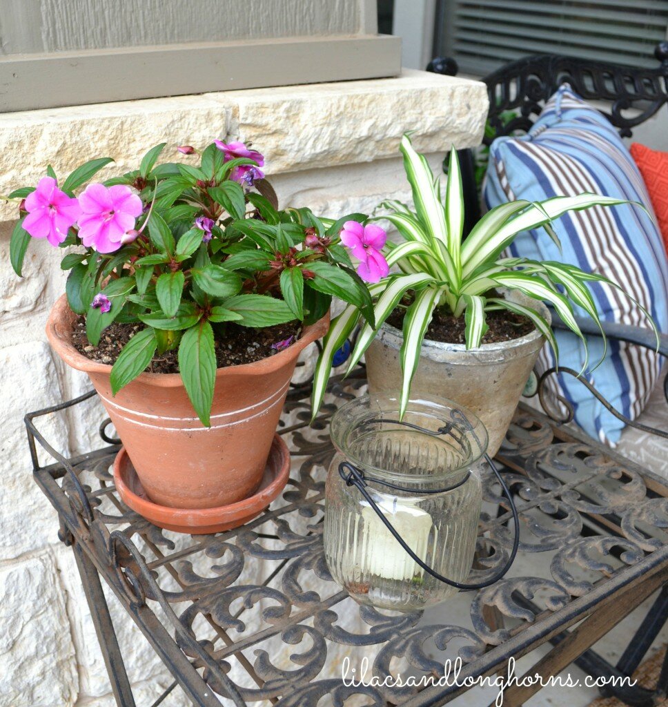 begonia and airplane plant