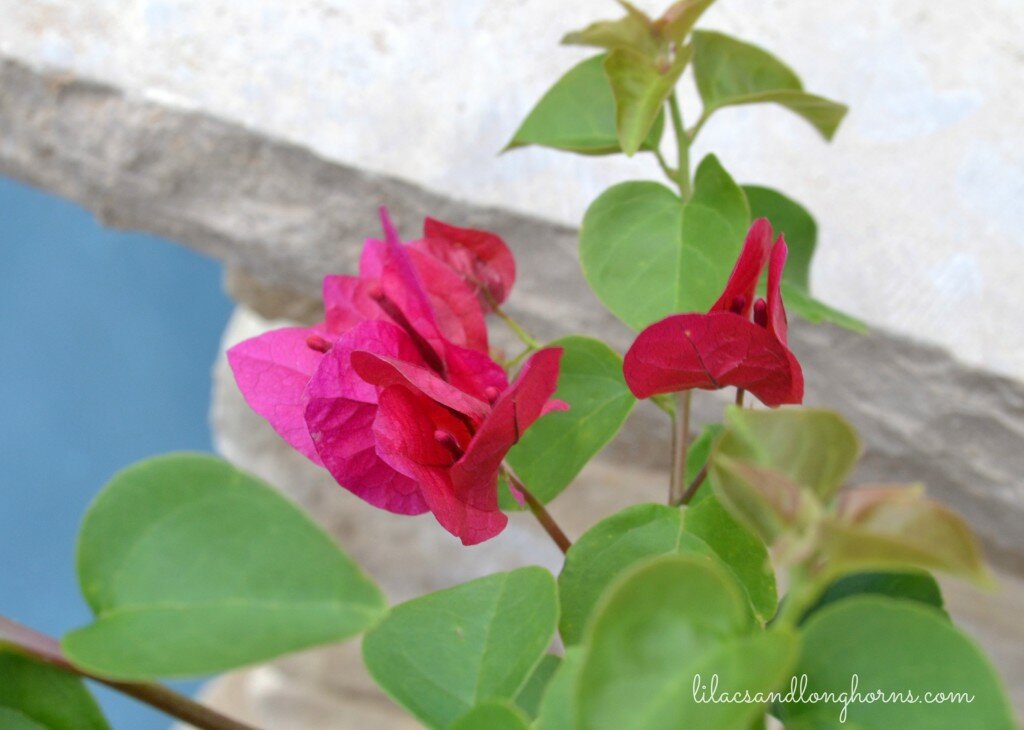 bougainvillea by the pool