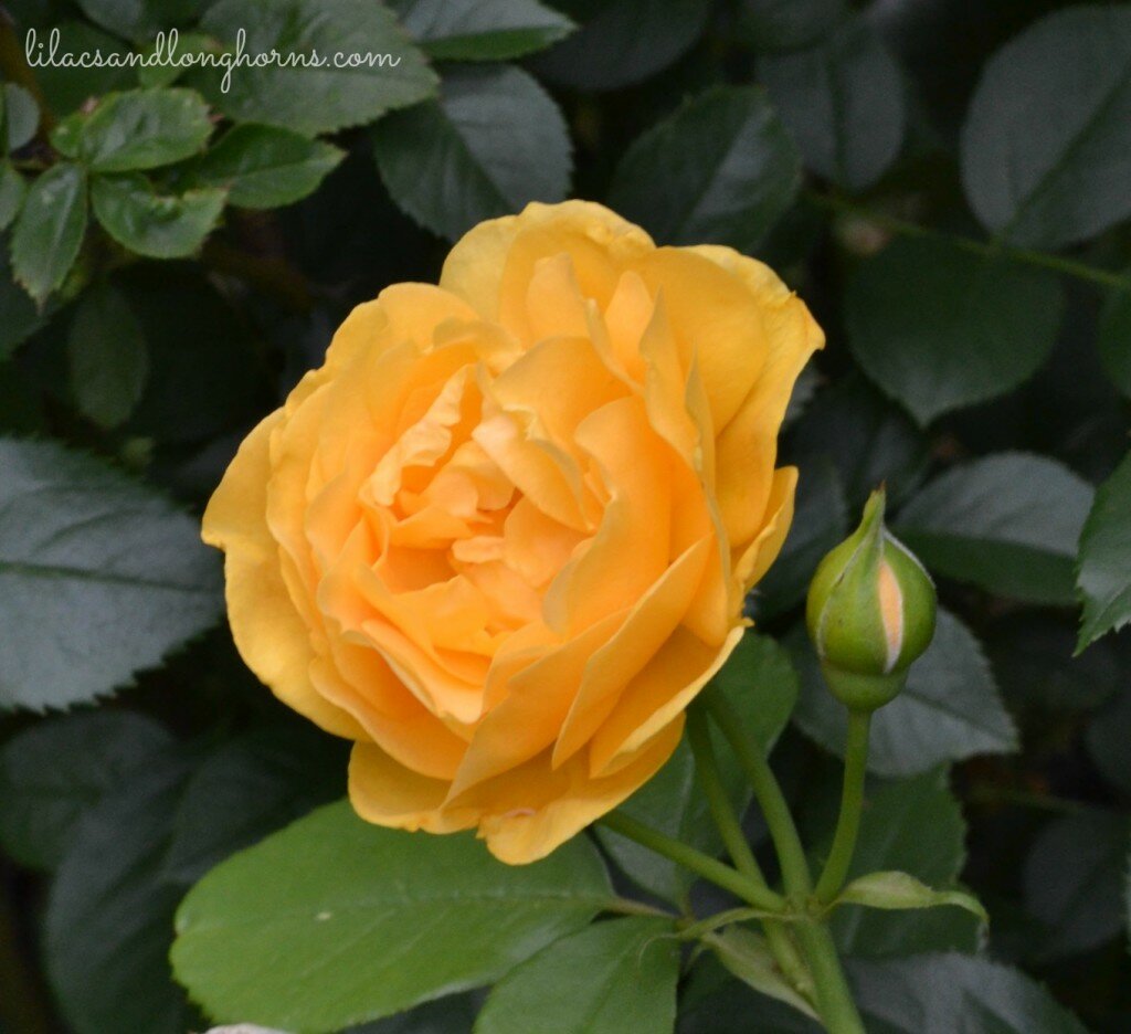 julia child rose