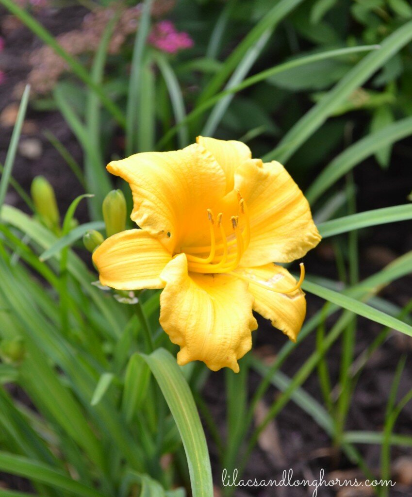 stella d oro daylily