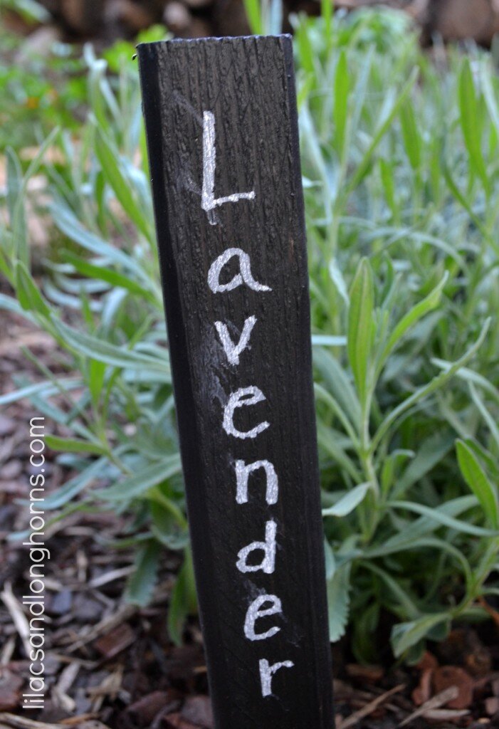 lavender-herb-marker