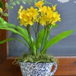 daffodils in a tea cup