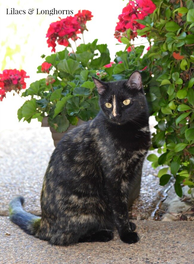 Cinder on the front porch