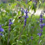 bee on blue salvia