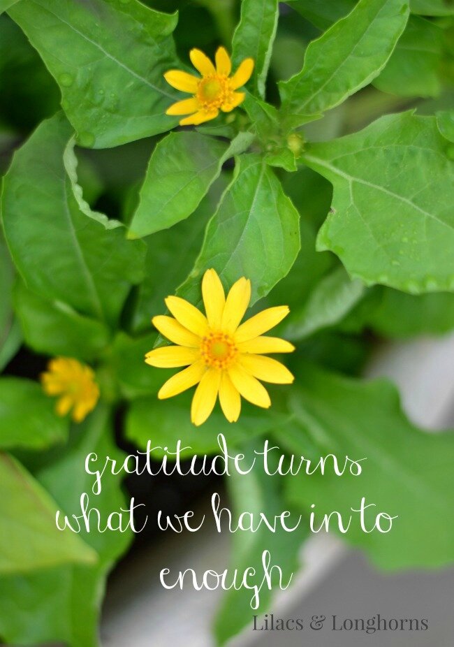 gratitude turns what we have in to enough