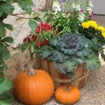 fall flower arrangement and pumpkins / Lilacs and Longhorns