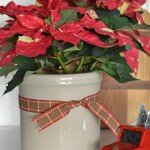 speckled poinsettia in a vintage crock